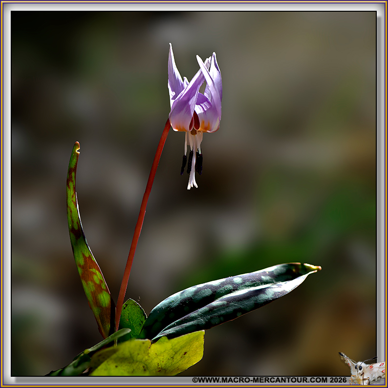 Erythrone dent de chien